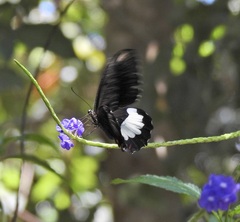 Papilio ambrax