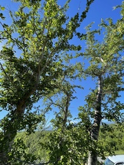 Vachellia californica