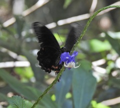 Papilio ambrax