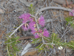 Melaleuca wilsonii
