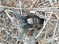 Ceratogyrus dolichocephalus