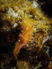Plocamopherus maderae