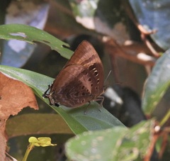 Arhopala micale