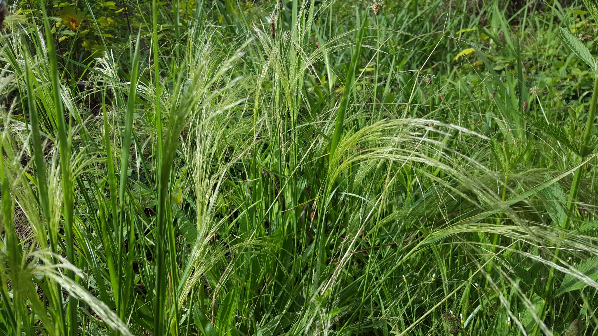 (c) François Rousseu, certains droits réservés (CC BY-NC) https://www.inaturalist.org/observations/99184523