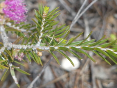 Melaleuca wilsonii