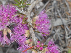Melaleuca wilsonii