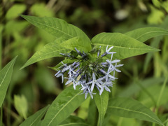 Amsonia tabernaemontana
