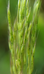 Lachnagrostis filiformis image