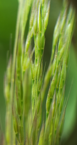 Lachnagrostis filiformis image