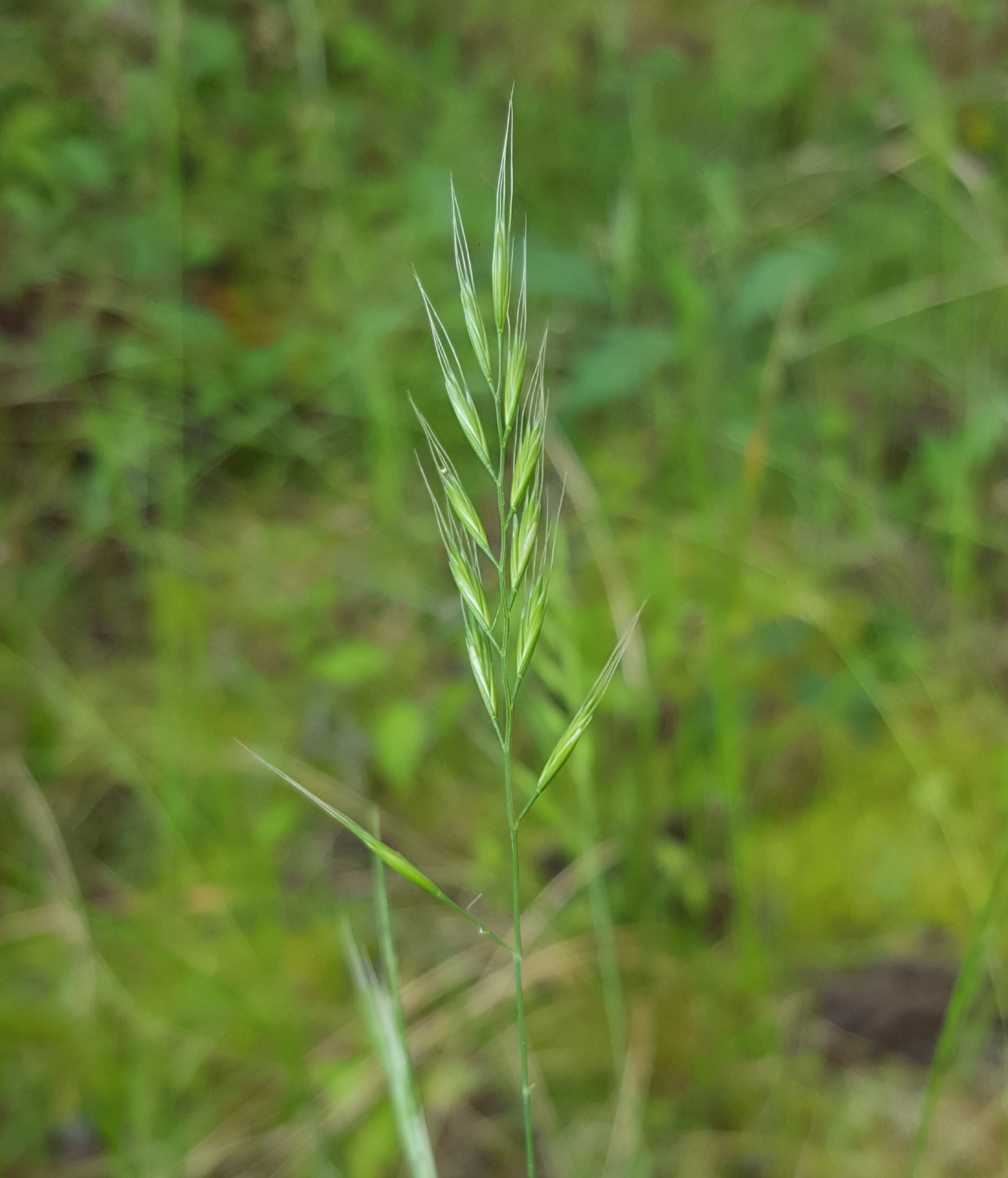 (c) François Rousseu, certains droits réservés (CC BY-NC) https://www.inaturalist.org/observations/99184620