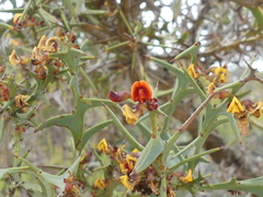 Daviesia pectinata