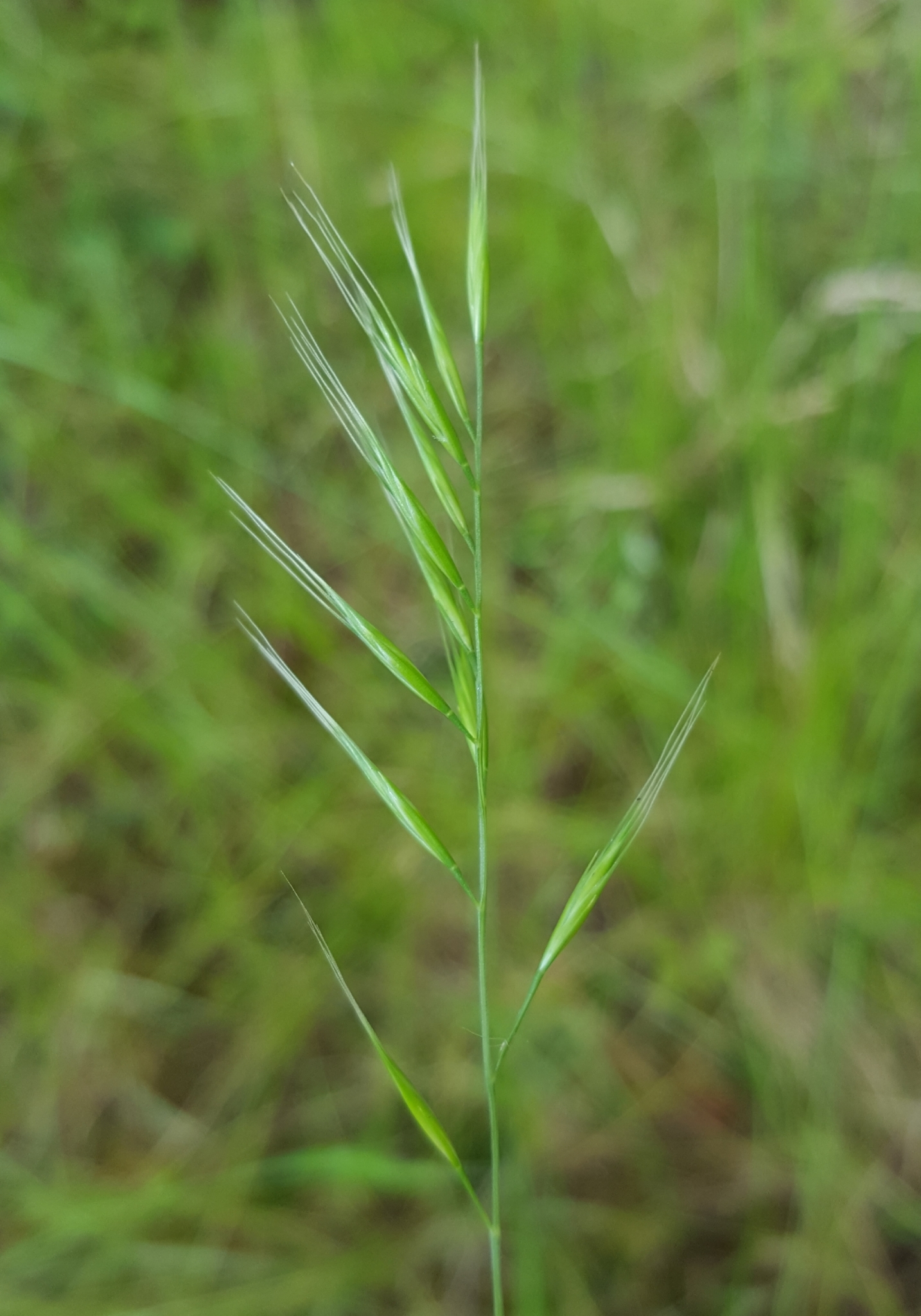 (c) François Rousseu, certains droits réservés (CC BY-NC) https://www.inaturalist.org/observations/99184620