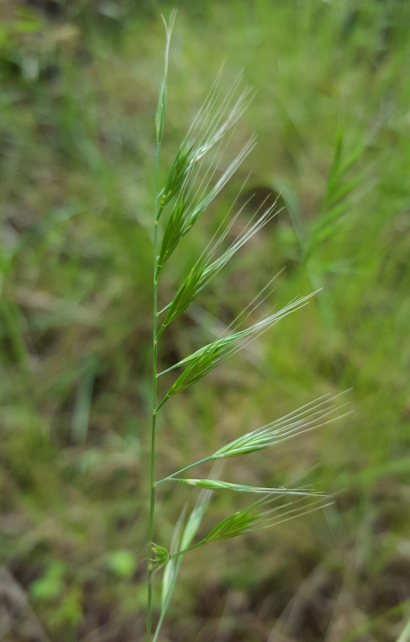 (c) François Rousseu, certains droits réservés (CC BY-NC) https://www.inaturalist.org/observations/99184620