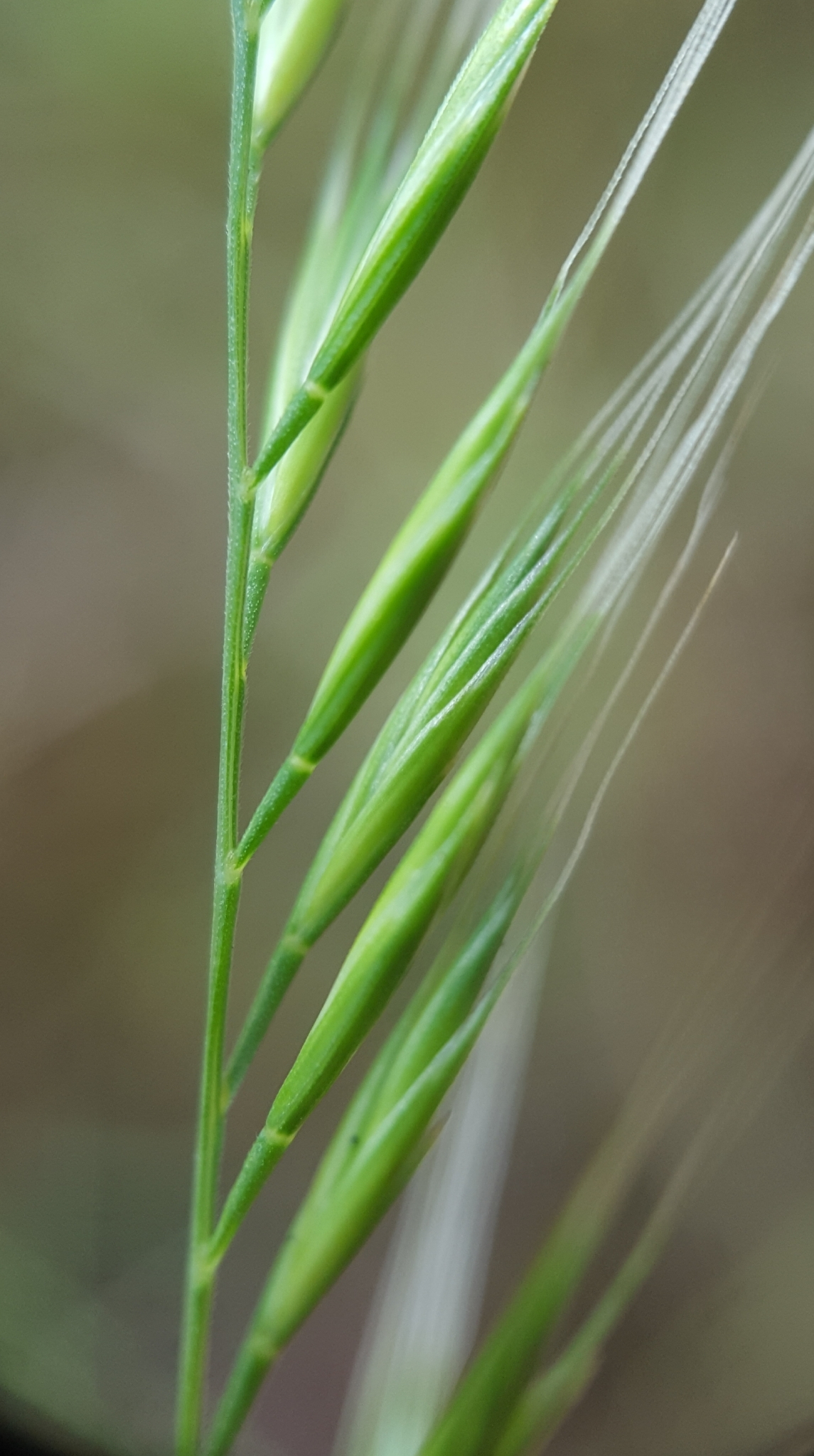(c) François Rousseu, certains droits réservés (CC BY-NC) https://www.inaturalist.org/observations/99184620