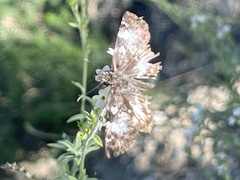 Chiomara georgina
