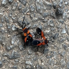 Oncopeltus nigriceps