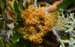 Teloschistes puber