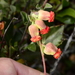 Hermannia ternifolia - Photo (c) Vera Frith, μερικά δικαιώματα διατηρούνται (CC BY-NC), uploaded by Vera Frith