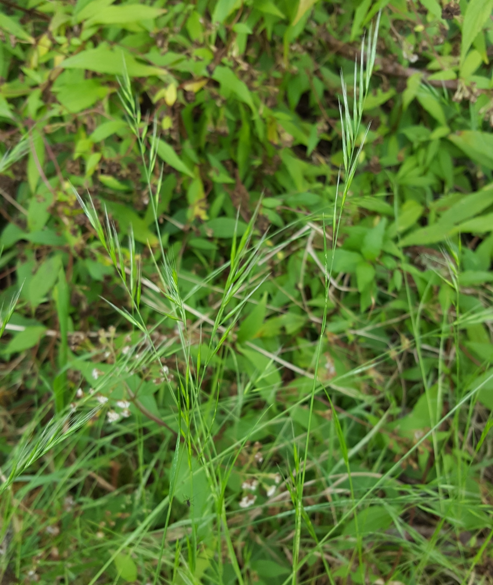 (c) François Rousseu, certains droits réservés (CC BY-NC) https://www.inaturalist.org/observations/99184620
