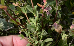 Hermannia ternifolia