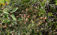 Hermannia ternifolia