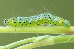 Euura olfaciens