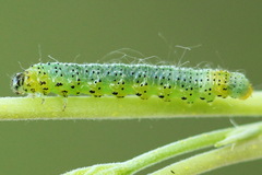 Euura olfaciens