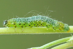 Euura olfaciens