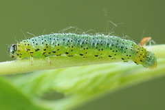 Euura olfaciens