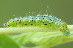 Euura olfaciens