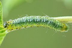 Euura olfaciens