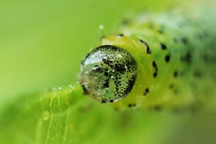 Euura olfaciens