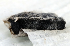 Euura olfaciens