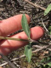 Salvia apiana × mellifera