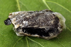 Euura olfaciens