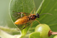 Euura olfaciens