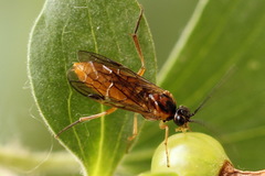 Euura olfaciens
