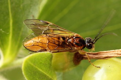 Euura olfaciens