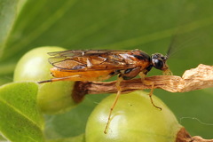 Euura olfaciens