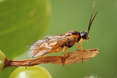 Euura olfaciens