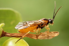 Euura olfaciens