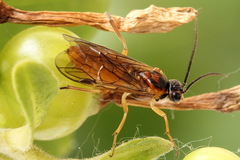 Euura olfaciens