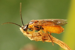 Euura olfaciens