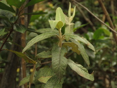 Ageratina asclepiadea