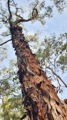 Angophora melanoxylon