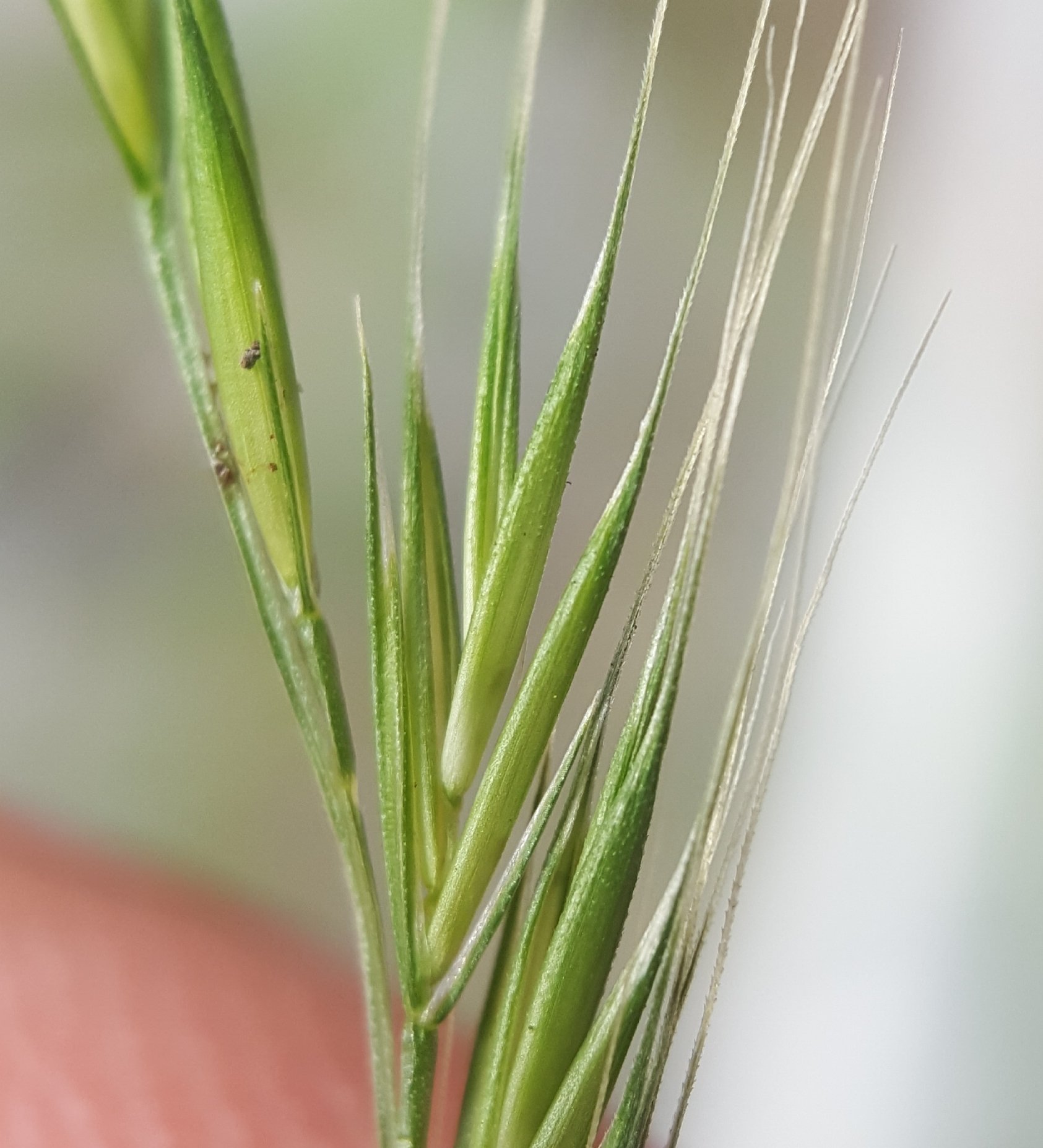 (c) François Rousseu, certains droits réservés (CC BY-NC) https://www.inaturalist.org/observations/99184620