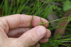 Cyperus gracilis