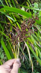 Machaerina iridifolia image