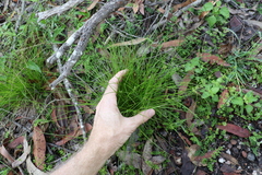 Cyperus gracilis