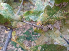 Andricus caliciformis